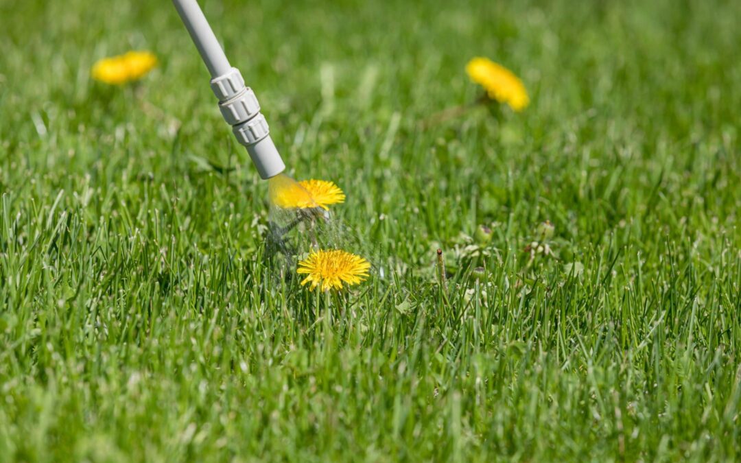 Applying pest control in Cedar Park, TX
