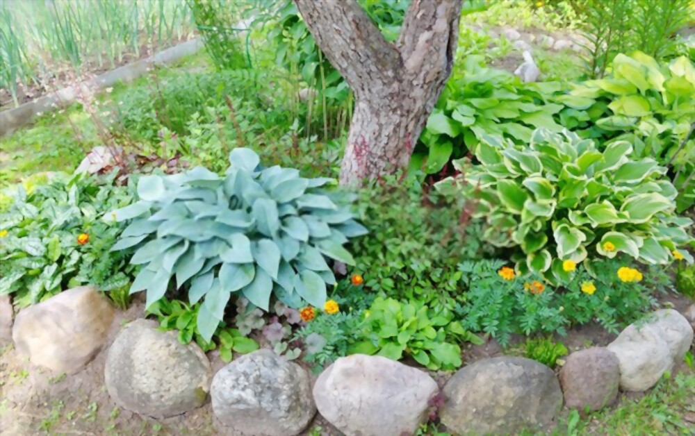 shade garden in Round Rock