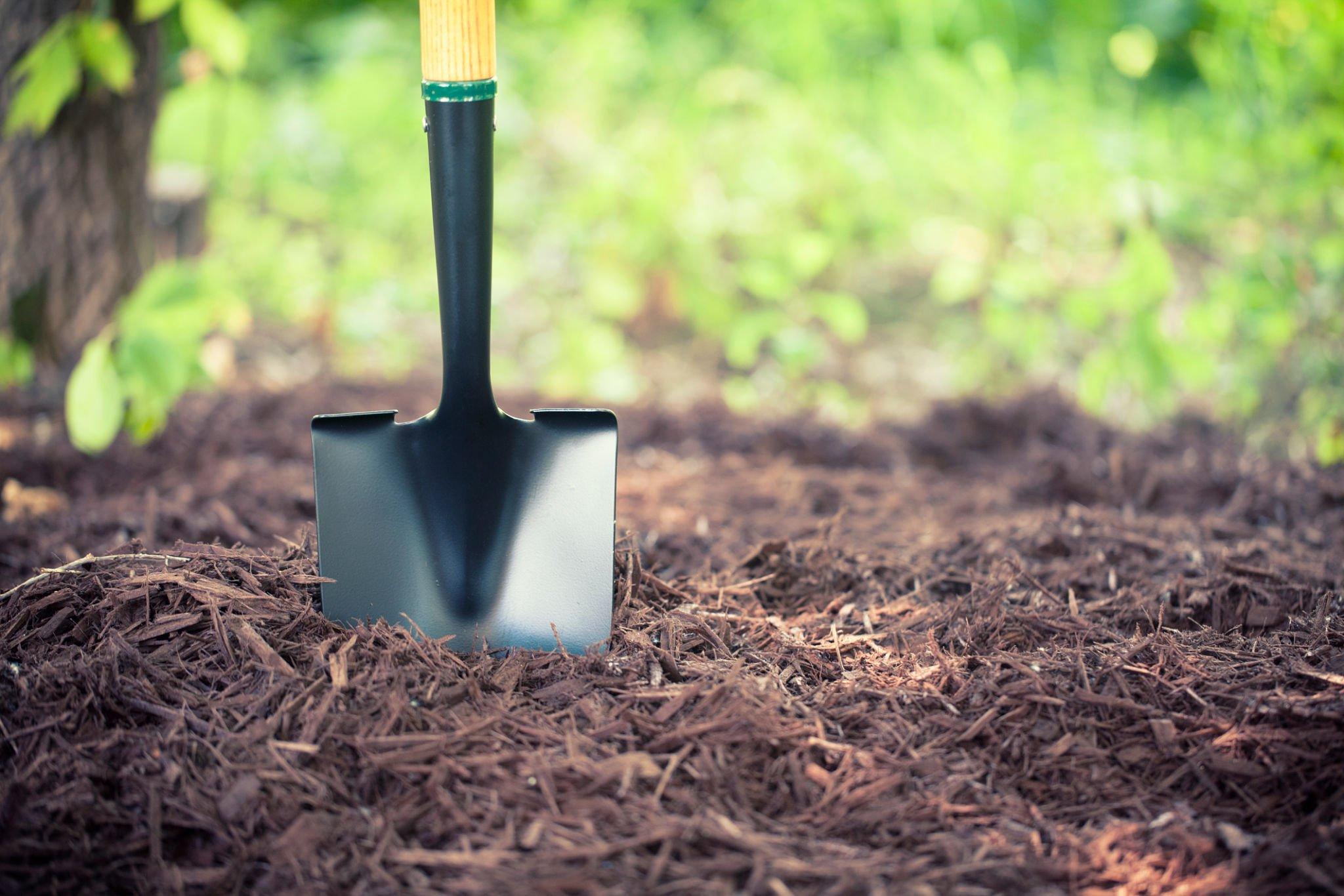 Fresh brown mulch laid on lawn with shovel sticking out of it in Cedar Park, TX