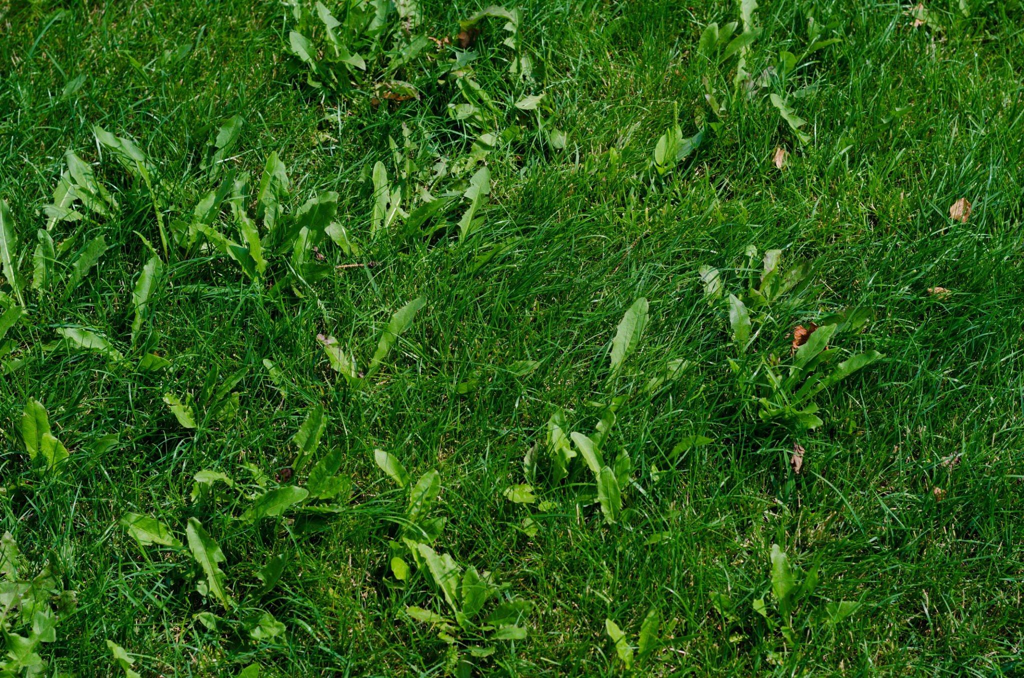 Bird’s eye view of green grass on lawn with multiple weeds sprouting in Cedar Park, TX