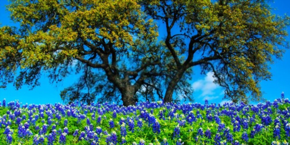 Tree and flowers in Austin