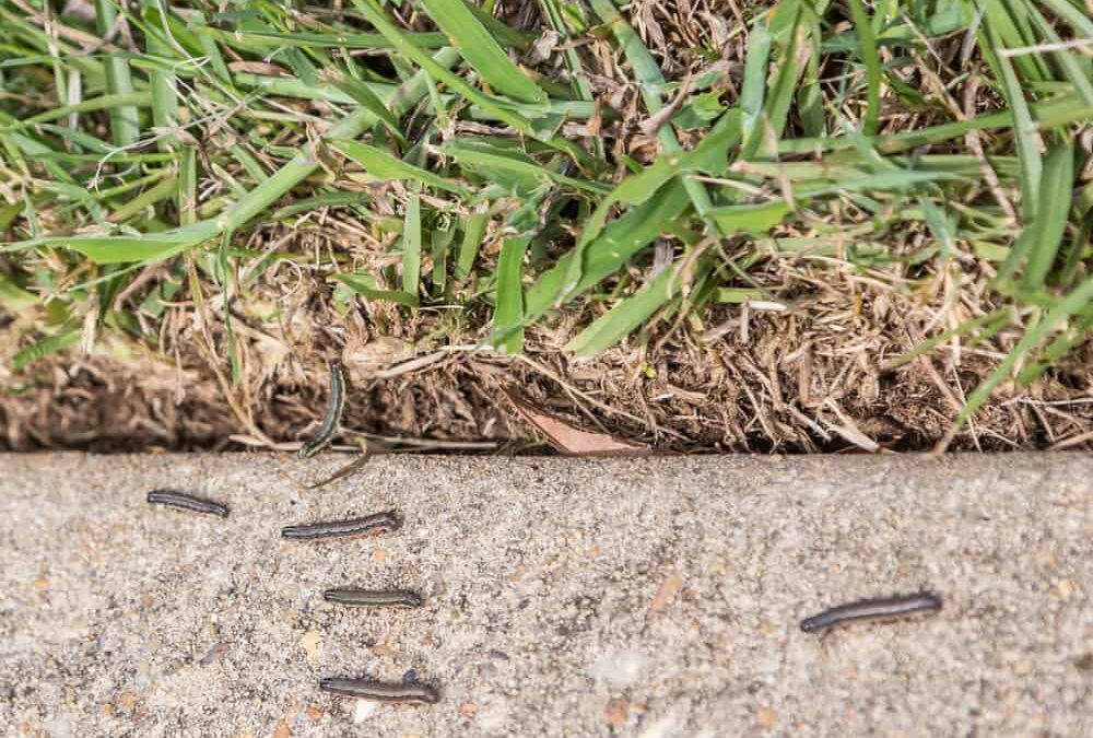 Attack of the Army Worms