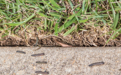 Attack of the Army Worms
