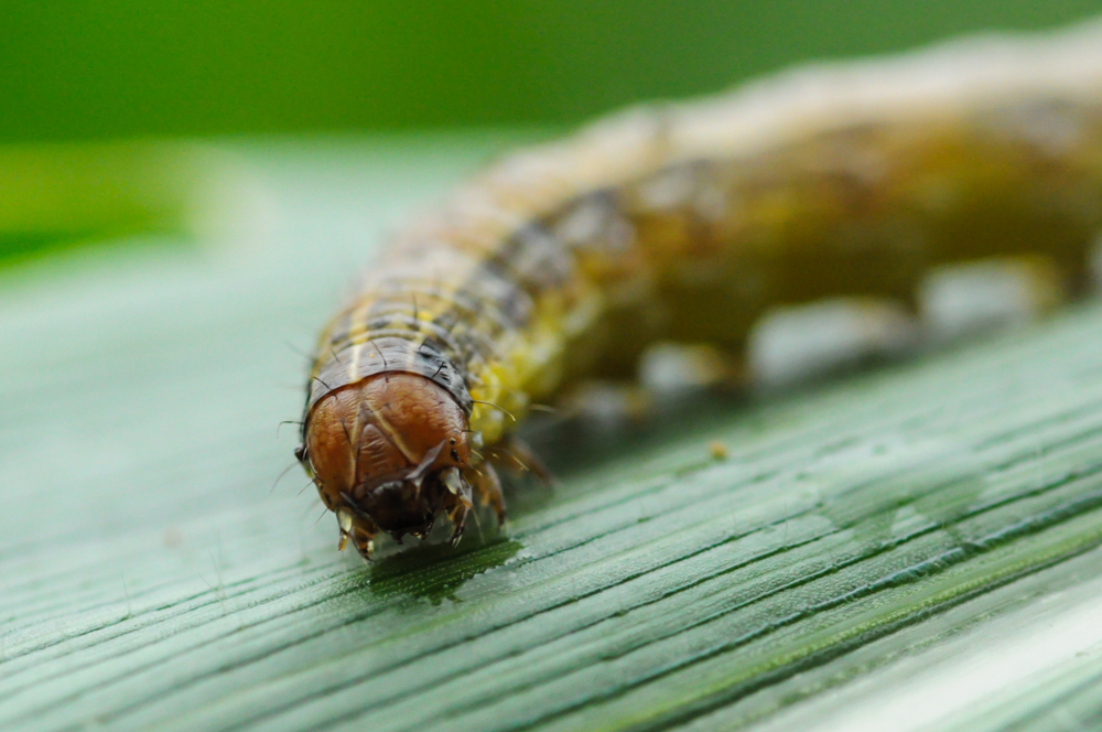 Progreen Landscape Solutions helps with controlling armyworms in Austin, Cedar Park, and Round Rock, TX