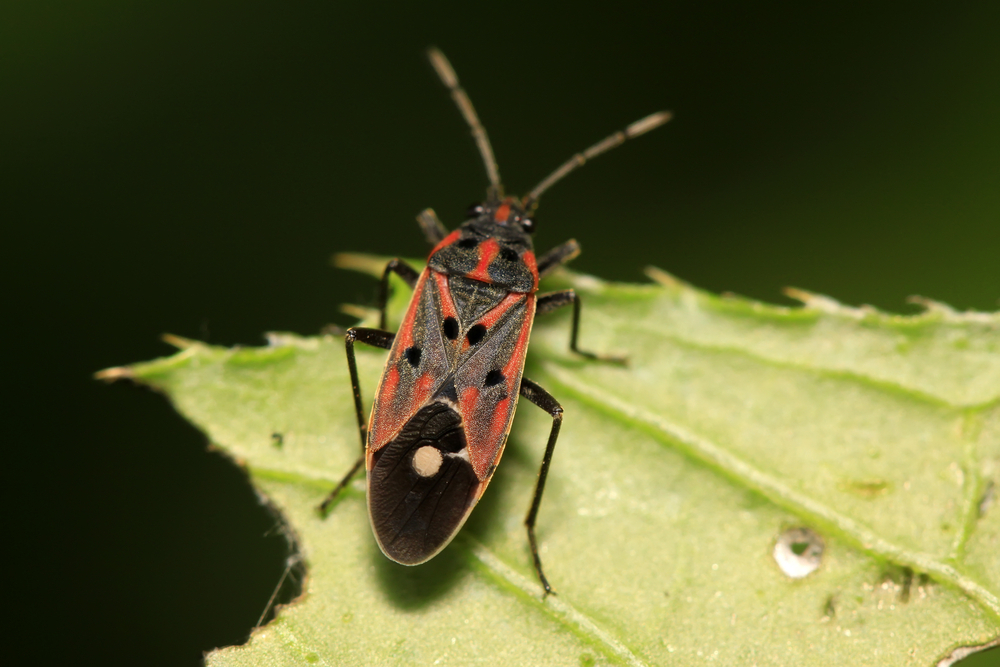 Close-up of chinch bug on a leaf