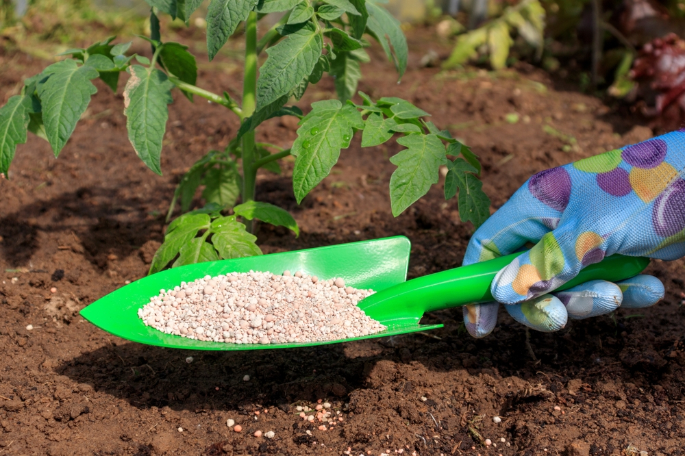 Adding fertilizer pellets to plant beds in a garden in Leander, TX