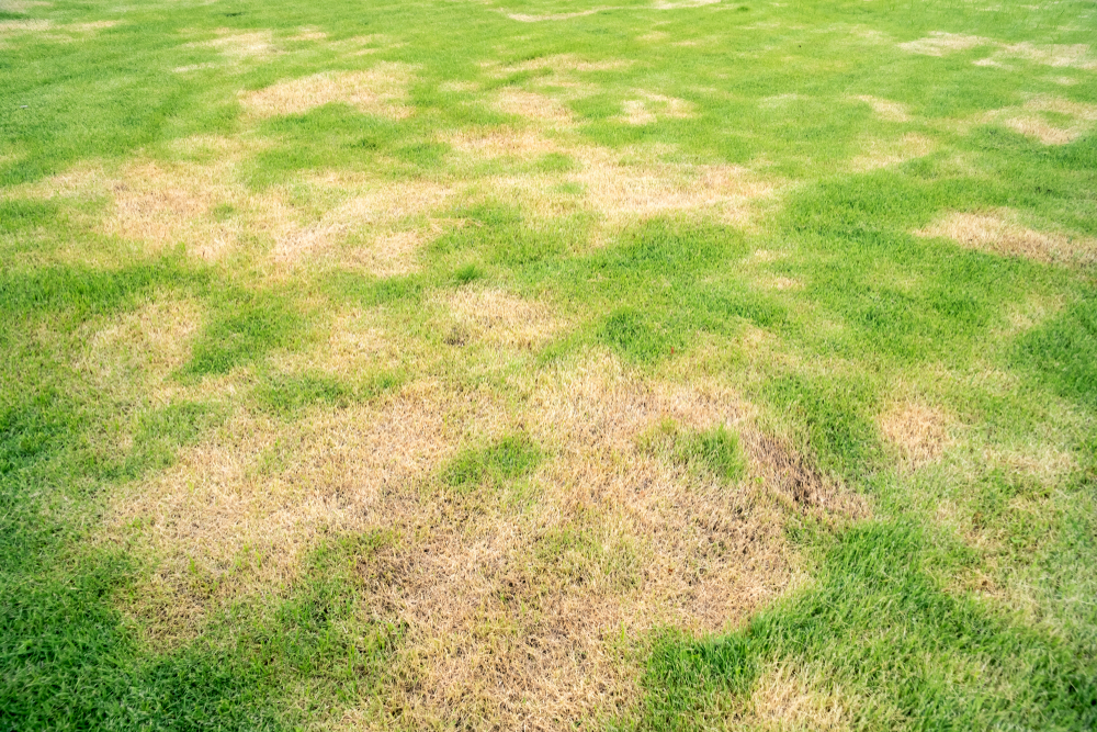 bare spots in the grass can be signs of chinch bug damage