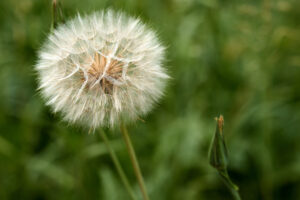 closeup of dandelion