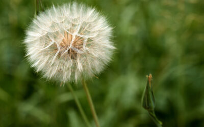 Wine and Roses, Whine and Weeds