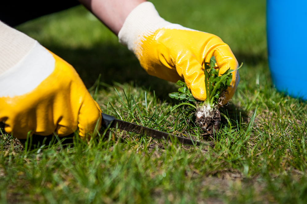 Gloved hand pulling weeds from a lawn