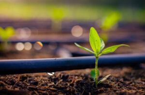 drip irrigation system watering a newly sprouted plant