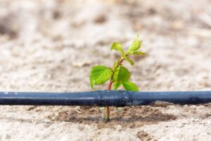 drip irrigation pipe just above the soil