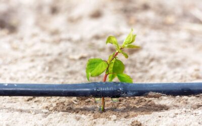 Making Watersmart Choices in Texas