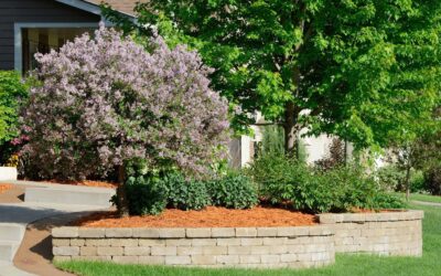 Drought-Tolerant Landscaping for a Good News Lawn Inspection