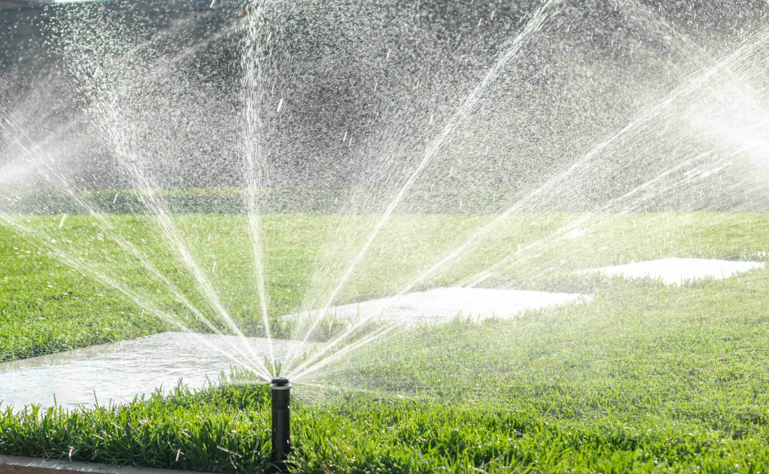 a black sprinkler head spraying water on a lawn with pavers
