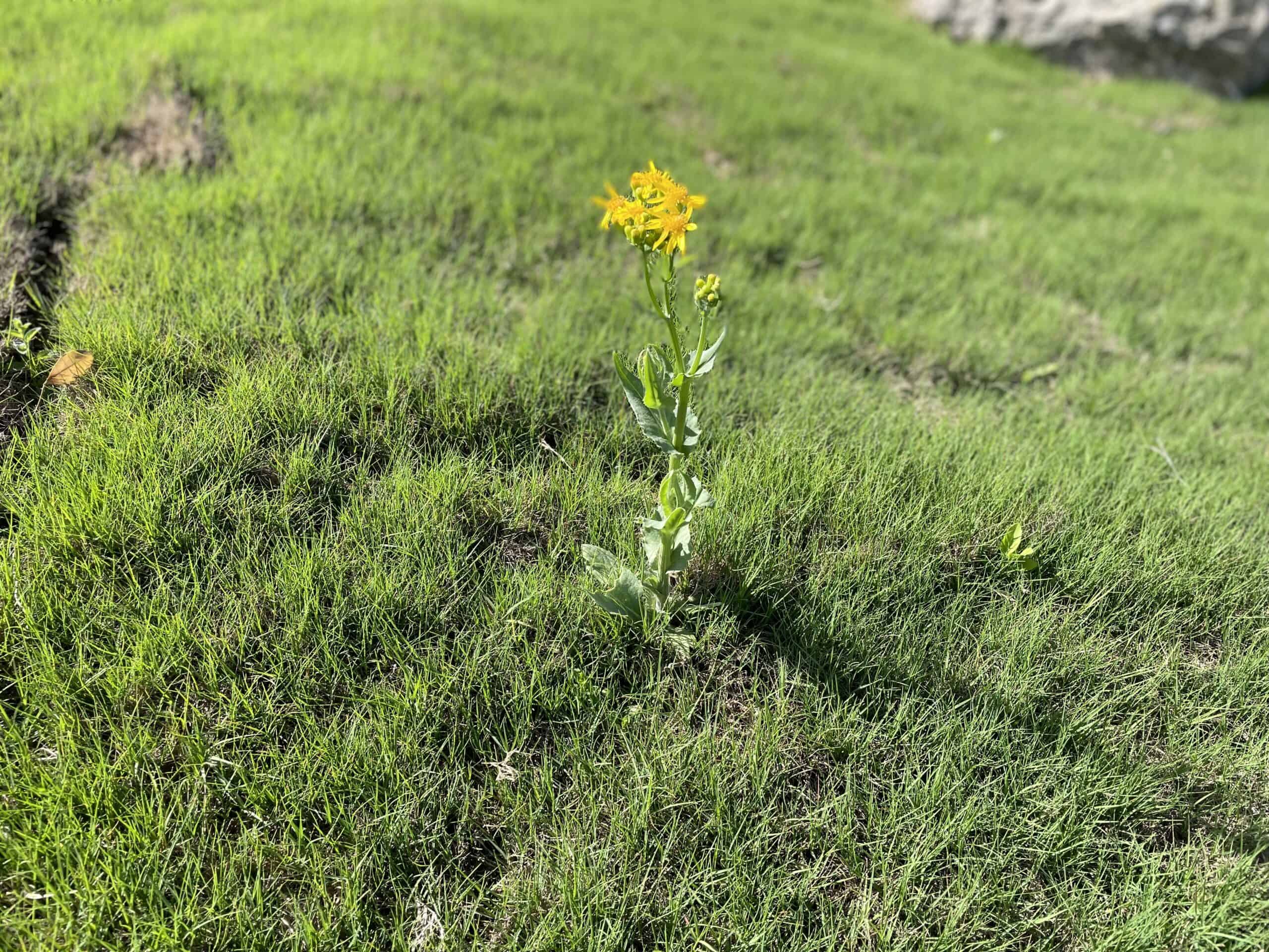 a single yellow weed sprouting from dying grass on a neglected lawn