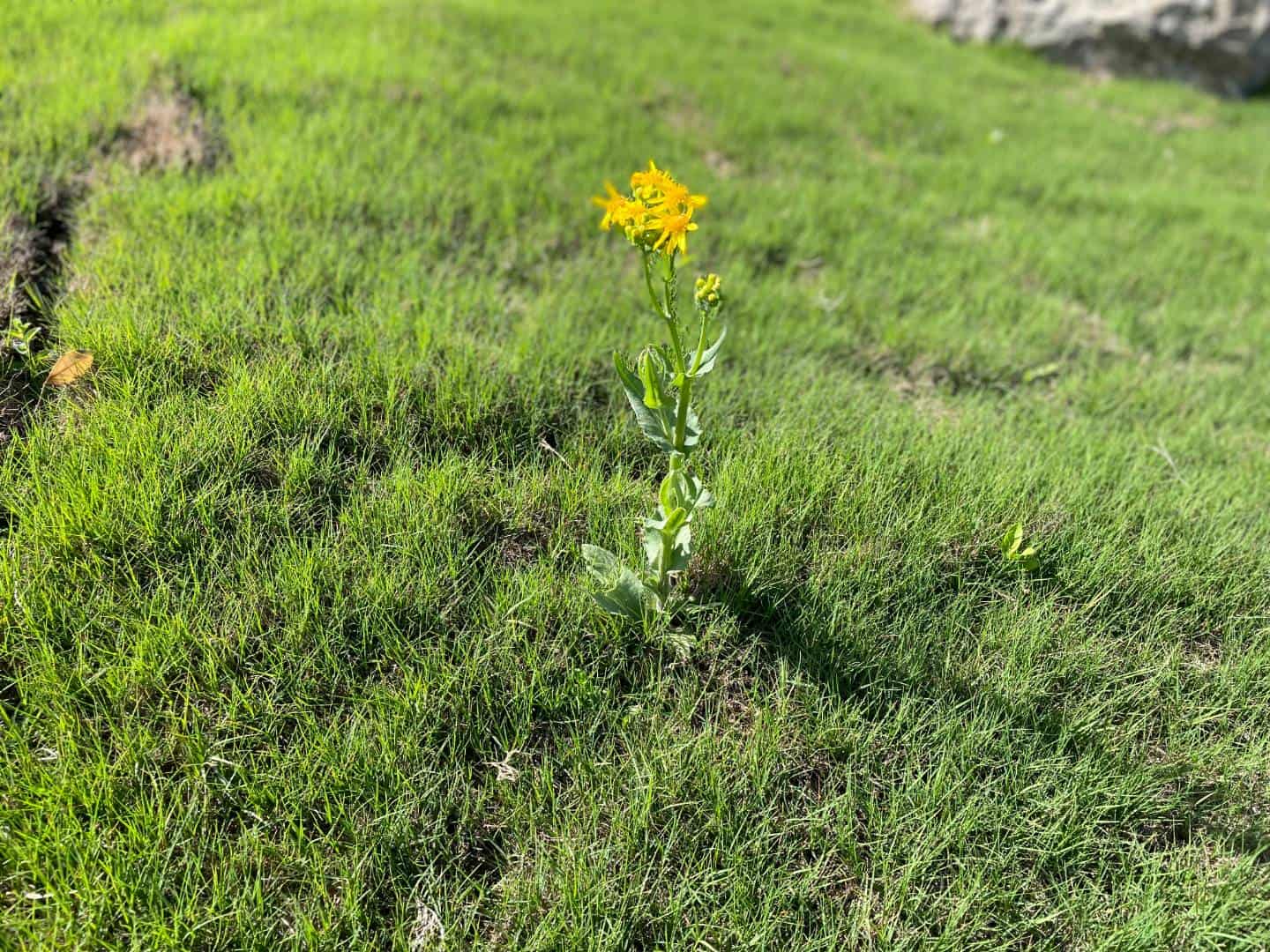 fertilizer and weed control near me in Austin, Round Rock, and Cedar Park, TX