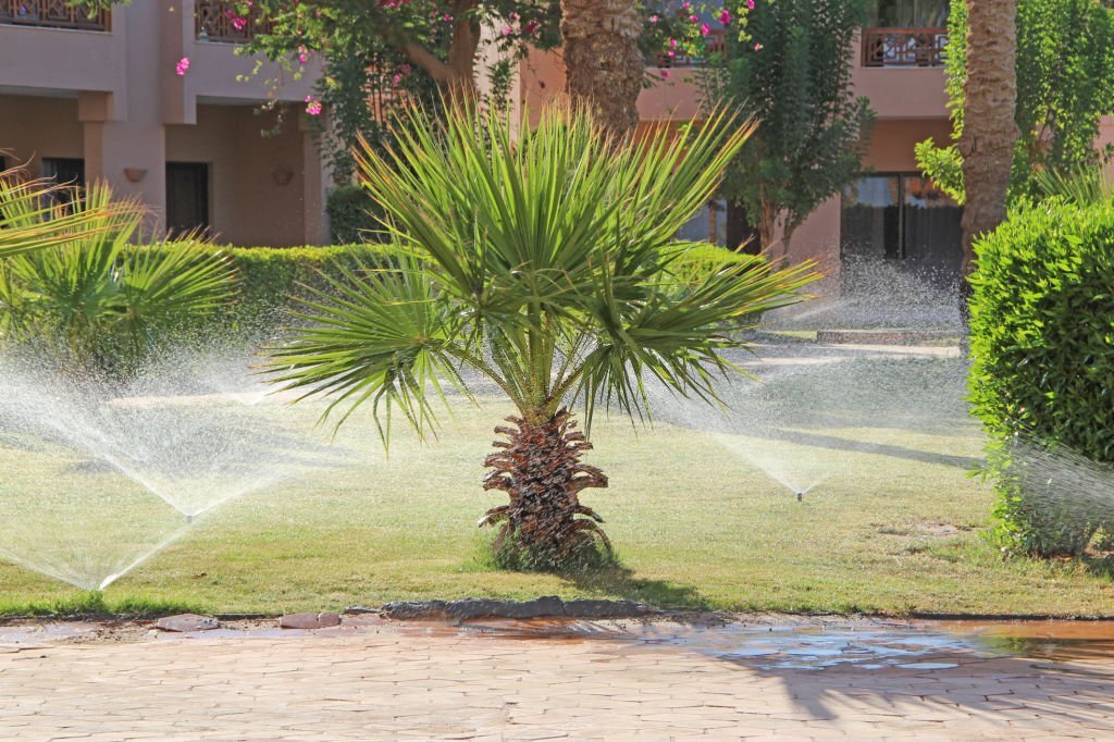 Sprinklers watering a plant with a house and sidewalks in the background.