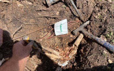 How Irrigation Repair Keeps Pesky Pests Out of Your Yard
