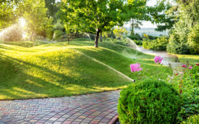 Summer Lawn Care: Tips For Healthy Grass During the Hot Season