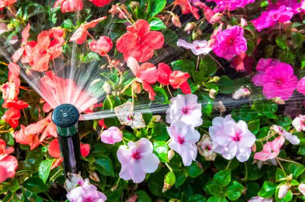 Spring flowers being showered by a professionally installed sprinkler system.

